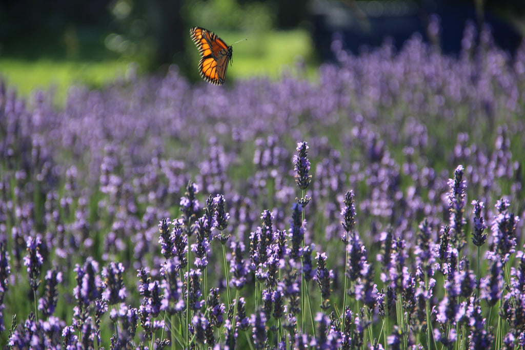 Butterflies at Bayfield Lavender Farm